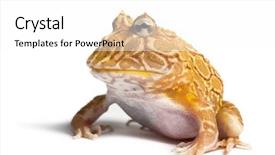  Presentation with animal pets on white - PPT theme consisting of pacman - argentine horned frog ceratophrys ornata background and a white colored foreground