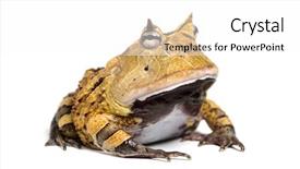  Presentation with frog - Colorful theme enhanced with pacman - argentine horned frog ceratophrys ornata backdrop and a white colored foreground