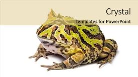  Presentation with frog - PPT layouts consisting of pacman - argentine horned frog ceratophrys ornata background and a yellow colored foreground