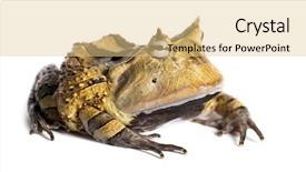  Presentation with frog - Amazing PPT theme having pacman - argentine horned frog ceratophrys ornata backdrop and a lemonade colored foreground