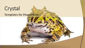  Presentation with frog - Beautiful slide set featuring pacman - argentine horned frog ceratophrys ornata backdrop and a yellow colored foreground