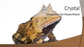  Presentation with animal pets on white - Audience pleasing slide deck consisting of pacman - argentine horned frog ceratophrys ornata backdrop and a white colored foreground