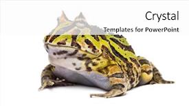  Presentation with frog - Slide deck having pacman - argentine horned frog ceratophrys ornata background and a white colored foreground