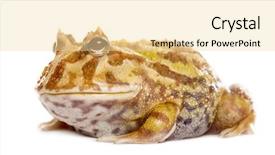  Presentation with frog - Amazing presentation having pacman - argentine horned frog ceratophrys ornata backdrop and a blonde colored foreground