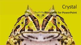  Presentation with frog - Amazing presentation design having pacman - close-up of an argentine horned backdrop and a gold colored foreground