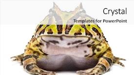  Presentation with frog - Beautiful slide deck featuring pacman - front view of an argentine backdrop and a white colored foreground