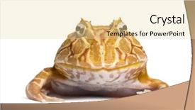  Presentation with frog - Presentation design consisting of pacman - front view of an argentine background and a blonde colored foreground