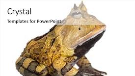  Presentation with frog - Cool new slide deck with pacman - side view of an argentine backdrop and a white colored foreground