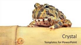  Presentation with tropical rainforest - Cool new presentation with pacman frog or toad isolated backdrop and a blonde colored foreground