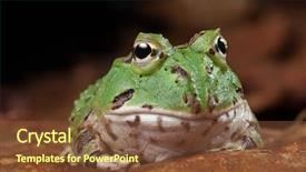  Presentation with tropical rainforest - Cool new slide deck with pacman frog or toad south backdrop and a tawny brown colored foreground