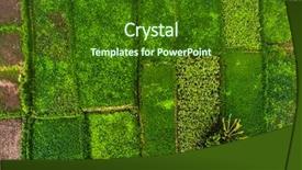  Presentation with rice paddy - Cool new presentation with paddy field - aerial shot of rice plantation backdrop and a tawny brown colored foreground