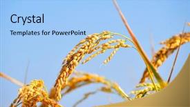  Presentation with rice paddy - Slides having paddy field - closeup of rice ears background and a light blue colored foreground