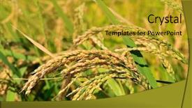  Presentation with rice paddy - Slides with paddy field - closeup of rice on plantation background and a gold colored foreground