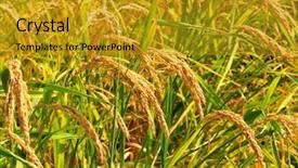 Presentation with plantation - Slide deck having paddy field - closeup of rice on plantation background and a gold colored foreground