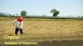  Presentation with rice paddy - Beautiful PPT theme featuring paddy field - farmer working on rice filed backdrop and a tawny brown colored foreground