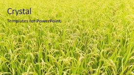  Presentation with paddy field - PPT layouts featuring paddy field - fresh rice meadow background and a yellow colored foreground