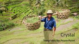  Presentation with rice paddy - PPT theme enhanced with asparagus arranged as a frame on the wooden table background and a yellow colored foreground