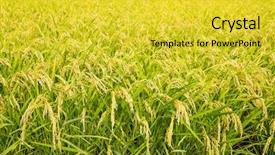  Presentation with rice paddy - Amazing theme having paddy field - rice farmland backdrop and a yellow colored foreground