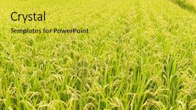  Presentation with rice paddy - Colorful PPT layouts enhanced with paddy field - rice meadow backdrop and a yellow colored foreground