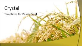  Presentation with rice paddy - Audience pleasing PPT theme consisting of paddy field - rice plant backdrop and a white colored foreground