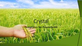  Presentation with paddy field - Theme featuring paddy field - rice stalk on my own background and a yellow colored foreground