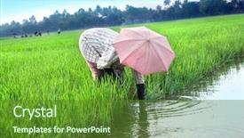  Presentation with rural india - Audience pleasing slides consisting of paddy field - rural woman working in rice backdrop and a tawny brown colored foreground