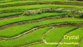  Presentation with rice paddy - Cool new slides with paddy field - terraced rice paddies backdrop and a tawny brown colored foreground