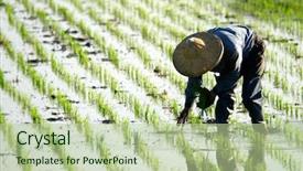  Presentation with farm - Amazing theme having paddy field - there is a farmer working backdrop and a mint green colored foreground