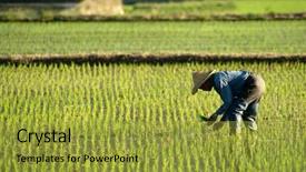  Presentation with farm - Cool new presentation theme with paddy field - there is a farmer working backdrop and a gold colored foreground