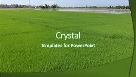  Presentation with paddy field - Presentation theme consisting of paddy field in perlis malaysia background and a  colored foreground