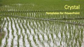  Presentation with paddy field - Theme having paddy field in west bengal background and a  colored foreground