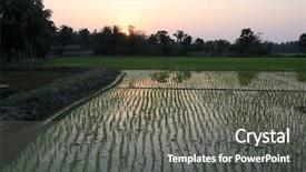  Presentation with paddy field - Presentation theme enhanced with paddy field in west bengal background and a gray colored foreground