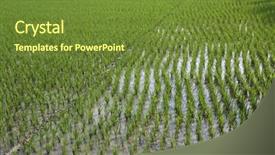  Presentation with paddy field - Slide deck with paddy field in west bengal background and a tawny brown colored foreground