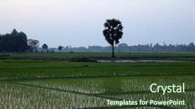  Presentation with paddy field - Slides having paddy field in west bengal background and a tawny brown colored foreground