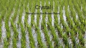  Presentation with paddy field - Theme enhanced with paddy field in west bengal background and a gold colored foreground