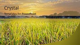  Presentation with paddy field - Audience pleasing theme consisting of paddy field with sunset backdrop and a yellow colored foreground