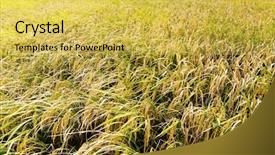  Presentation with paddy field - Beautiful slides featuring paddy field backdrop and a yellow colored foreground