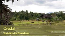  Presentation with paddy field - Audience pleasing PPT theme consisting of paddy fields and banana palms backdrop and a tawny brown colored foreground