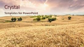  Presentation with paddy field - Slide set consisting of paddy in china background and a lemonade colored foreground