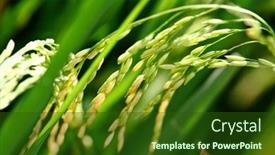 Presentation with rice paddy - Audience pleasing slide set consisting of paddy-rice-close-up backdrop and a tawny brown colored foreground