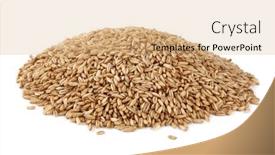  Presentation with rice paddy - PPT layouts consisting of paddy-rice-ears-of-paddy background and a coral colored foreground