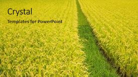  Presentation with rice paddy - PPT layouts featuring paddy rice farmland background and a gold colored foreground