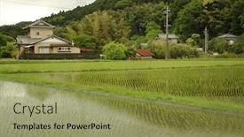  Presentation with rice paddy - Presentation theme enhanced with paddy rice field in chiba near tokyo background and a yellow colored foreground