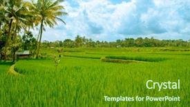  Presentation with paddy field - Audience pleasing PPT layouts consisting of paddy rice field in early backdrop and a tawny brown colored foreground