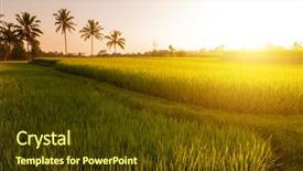  Presentation with paddy field - Cool new theme with paddy rice field in early backdrop and a tawny brown colored foreground