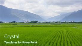 Presentation with rice paddy - Theme consisting of paddy-rice-field-in-taitung background and a tawny brown colored foreground