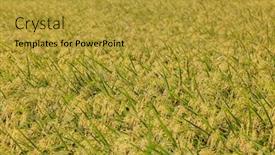  Presentation with rice paddy - Slide set consisting of paddy-rice-field-in-waipu background and a gold colored foreground