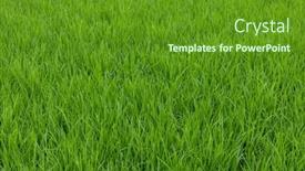  Presentation with paddy field - Presentation theme having paddy-rice-field-in-yilan background and a tawny brown colored foreground