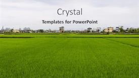  Presentation with paddy field - Presentation theme featuring paddy-rice-field-in-yilan background and a white colored foreground