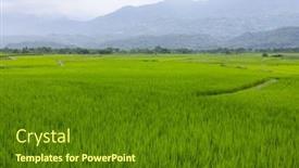  Presentation with paddy field - Presentation design enhanced with paddy-rice-field-in-yuli background and a tawny brown colored foreground